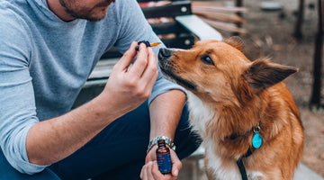 CBD for Cats and Dogs