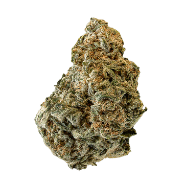 Lemon Haze - Indoor